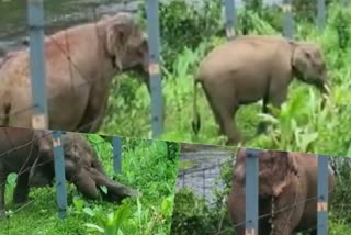 Wild elephant harassment  കാട്ടാന ശല്യം  ഉരുക്കുവടംവേലി കൂടുതല്‍ പ്രദേശങ്ങളിലേക്ക് വ്യാപിപ്പിക്കണമെന്ന് പ്രദേശവാസികള്‍  മാങ്കുളം ഗ്രാമപഞ്ചായത്തിലെ ആനക്കുളം മേഖല  Anakkulam area in Mankulam Grama Panchayat  ഉരുക്കുവടംവേലി  steel fence