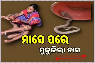 ମାସେ ହେବ ସାପ କାମୁଡା ଯନ୍ତ୍ରଣାରେ କୁନି ଝିଅ: ଡକ୍ତରଖାନାରେ ଭର୍ତ୍ତି ଆକ୍ରାନ୍ତ, ସାପ ଉଦ୍ଧାର