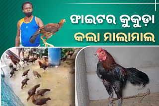Tamil Nadu fighter poultry farming boosts livelihoods