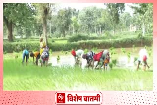 Salary and working hours of agricultural laborers fixed in Pandharabodi, gondia