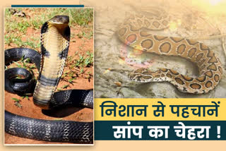 poisonous snakes of jharkhand