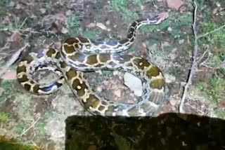 कोटा के घर में घुसा अजगर, Python entered Kota's house