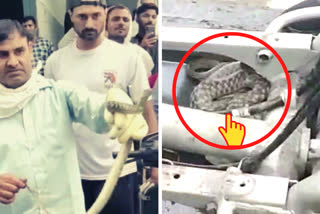 snake-found-in-female-scooty-in-karnal