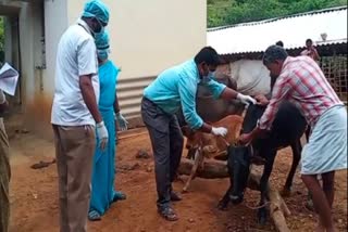 vaccination to cattle in coimbatore
