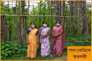 Three women earn lakhs of rupees from betel leaf