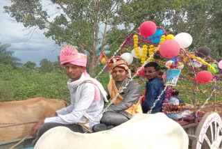 groom-took-out-a-baraat-in-a-bullock-cart-to-save-chhattisgarhi-tradition-in-gariyaband