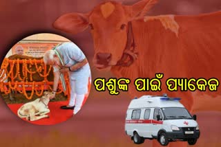 ପଶୁ ସମ୍ପଦର ବିକାଶ ଉପରେ କେନ୍ଦ୍ରର ଫୋକସ, ଏଥର ଗଡିବ ଆମ୍ବୁଲାନ୍ସ