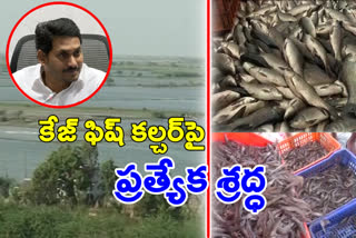 cm jagan review on animal  husbandry