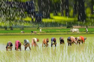 haryana farmers planting late monsoon