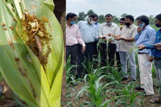 मक्का की फसल,  मक्का में इल्ली , कृषि अधिकारी,  चित्तौड़गढ़ समाचार , Maize crop , Worms in corn , Agriculture Officer,  Chittaurgarh News