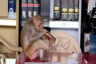 Monkey enters liquor shop