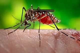 5 more person infected with zika virus in kerala  zika virus  സംസ്ഥാനത്ത് വീണ്ടും സിക; 5 പേര്‍ക്ക് കൂടി രോഗബാധ  സിക വൈറസ്  തിരുവനന്തപുരം