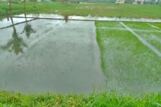 crops Submerged in rain water