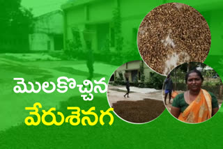 peanut crop damage at chittoor district