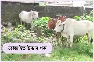 Cow Seize at Hহোজাই জিলা লংকাত জব্দ চোৰাং গৰুojai
