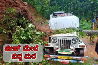 Tree Falling On  zeep in kadapa