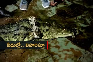 crocodile, gujarat