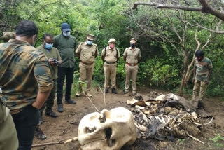 Elephant death news