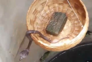 cobra snake rescue