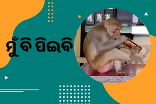 ଅଜବ ସଉକ, ମାଙ୍କଡ଼ ପିଇଲା ବିଦେଶୀ ମଦ