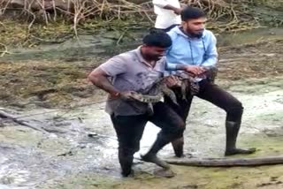 youth-rescued-crocodile-by-hand-in-vadavadagi-village