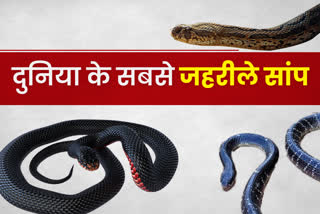 top ten poisonous snake in the world
