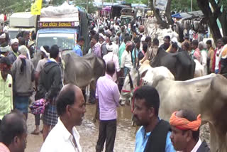 Haveri Livestock Market