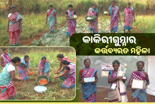 Koraput Kakirigumma Gold has been growing on  land for 20 years