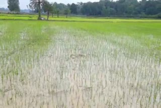 farmers-worried-due-to-less-rain-in-bastar