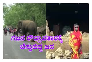 ಗಜಪಡೆ ತಂದ ಅವಾಂತರ