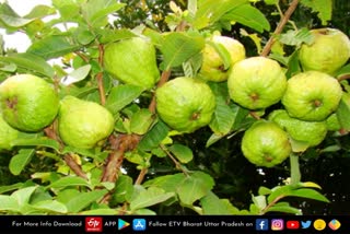 guava farming