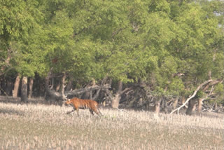 fisherman goes missing at sundarban tiger attack