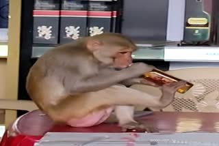 Monkey drinking Alcohol Madhya Pradesh