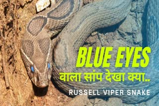 Blue Eyed Russell Viper Snake