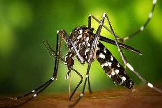 Zika Virus  Zika Virus in Kerala  health department  kerala health department  സിക വൈറസ്  സിക വൈറസ് സ്ഥിരീകരിച്ചു  ആരോഗ്യമന്ത്രി വീണ ജോര്‍ജ്  ആരോഗ്യവകുപ്പ്