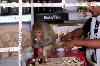 Drunk monkeys! See how a contract drinker is drinking alcohol, video viral