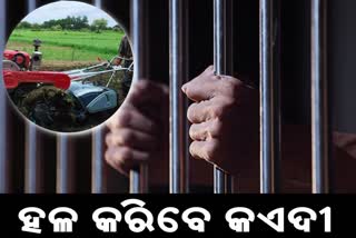 Prisoner to plow in power tiller jail, oil processing unit to open in 22 jails, bhubaneswar news, ପାଓ୍ବାର ଟିଲରରେ ହଳ କରିବେ କଏଦୀ, ୨୨ ଟି ଜେଲରେ ତେଲ ପ୍ରୋସେସିଙ୍ଗ ୟୁନିଟ, ଭୁବନେଶ୍ବର ଖବର