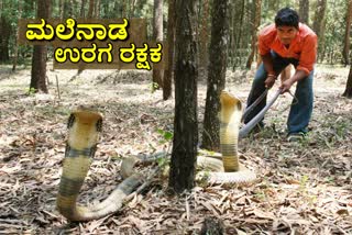 world-snake-day-15-thousand-snakes-rescued-by-snake-kiran