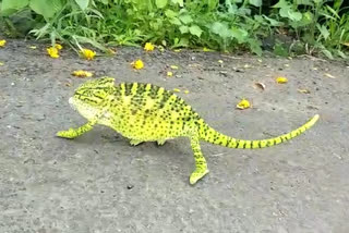 rare chameleon lizard was found at Jambha Farshi in Vikramgad in Palghar  district