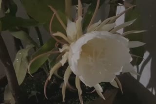 Crowds to see the rare Brahmakamal flower in khordha