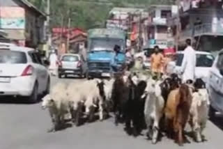 Traders ignore official rates in selling sacrificial animals