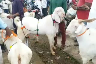 ban on animal markets in gulbarga in view of eid-ul-adha