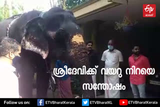 'ശ്രീദേവിക്ക്' ആനയൂട്ട് നടത്തി  ആനയൂട്ട് നടത്തി  കോഴിക്കോട് ആനയൂട്ട്  kalappura sreedevi elephant  kalappura sreedevi elephant news  aanayoottu kozhikode  aanayoottu news