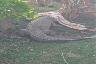 10 feet long crocodile found in farm