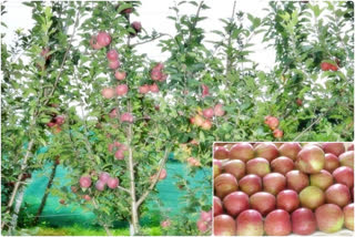 apple season