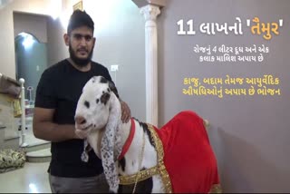 સુરતના એક બિલ્ડરે અધધ 11 લાખમાં 192 કિલો વજન ધરાવતો 'તૈમુર' ખરીદ્યો