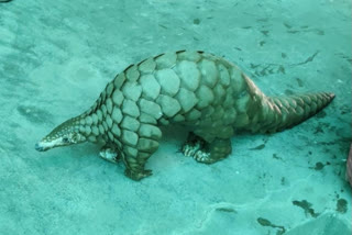 Rare wild animal pangolin smuggled