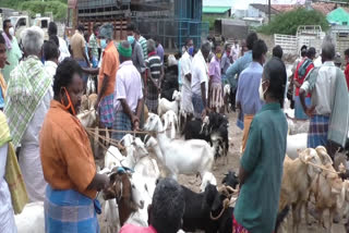 மொடச்சூர் சந்தை, கோபிச்செட்டிபாளையம், மொடச்சூர் ஆட்டுச்சந்தை, ஈரோடு, erode, gopichettipalayam