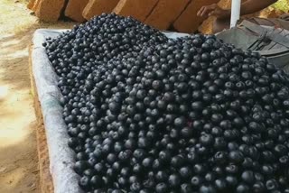 Blackcurrant has provided a new way to earn a living