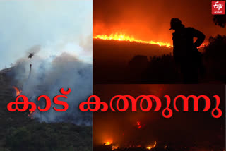 World fire latest news  Wildfires rage in Russia  കാട്ടുതീ പടരുന്നു  ആഗോള താപനം  amid high temperatures